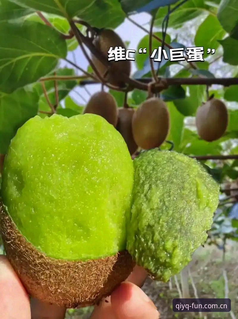 掌握奇异果体育安装步骤的实用指南：从下载到注册的完整经验分享